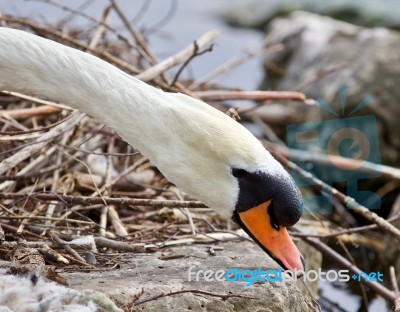 Beautiful Isolated Photo Of A Mute Swan In The Nest Stock Photo