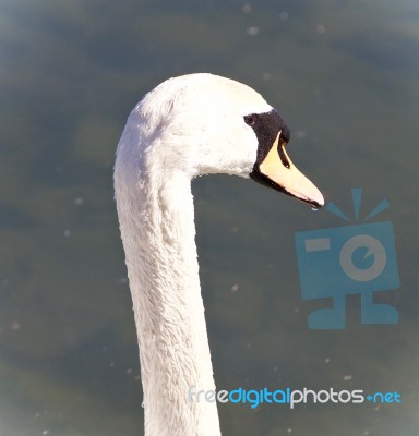 Beautiful Isolated Photo Of A Mute Swan In Water Stock Photo