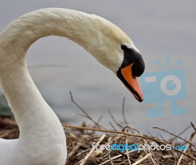 Beautiful Isolated Photo Of A Strong Mute Swan Stock Photo