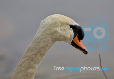 Beautiful Isolated Photo Of A Strong Mute Swan Stock Photo