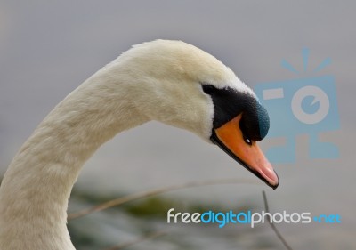 Beautiful Isolated Photo Of A Strong Mute Swan Stock Photo