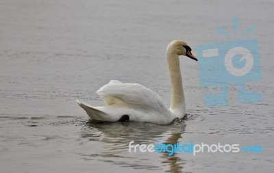 Beautiful Isolated Photo Of A Strong Mute Swan Swimming Stock Photo