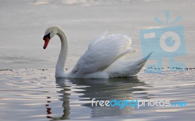 Beautiful Isolated Photo Of A Swan In The Lake Stock Photo