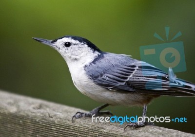 Beautiful Isolated Photo Of A White-breasted Nuthatch Bird Stock Photo