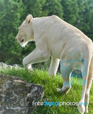 Beautiful Isolated Photo Of A White Lion Walking Stock Photo