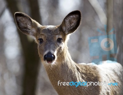 Beautiful Isolated Photo Of A Wild Deer In The Forest Stock Photo