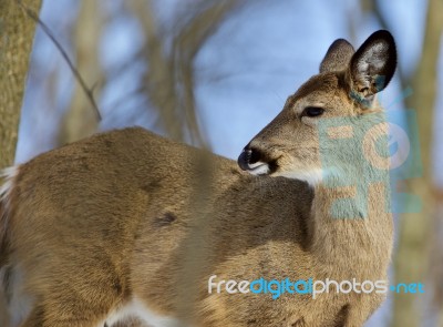 Beautiful Isolated Photo Of A Wild Deer In The Forest Stock Photo