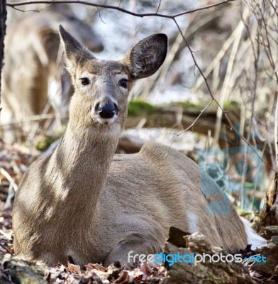 Beautiful Isolated Photo Of A Wild Deer In The Forest Stock Photo