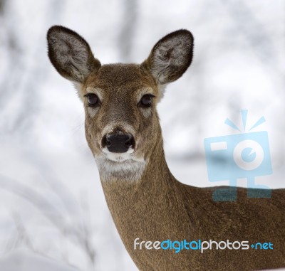 Beautiful Isolated Photo Of A Wild Deer In The Snowy Forest Stock Photo