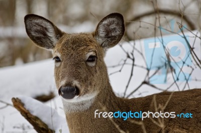 Beautiful Isolated Photo Of A Wild Deer In The Snowy Forest Stock Photo