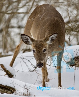 Beautiful Isolated Photo Of A Wild Deer In The Snowy Forest Stock Photo