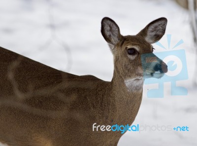 Beautiful Isolated Photo Of A Wild Deer In The Snowy Forest Stock Photo