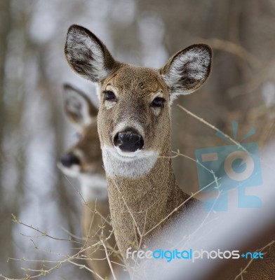 Beautiful Isolated Photo Of A Wild Deer In The Snowy Forest Stock Photo