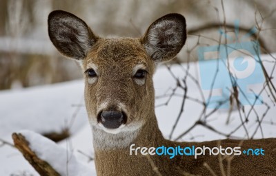 Beautiful Isolated Photo Of A Wild Deer In The Snowy Forest Stock Photo