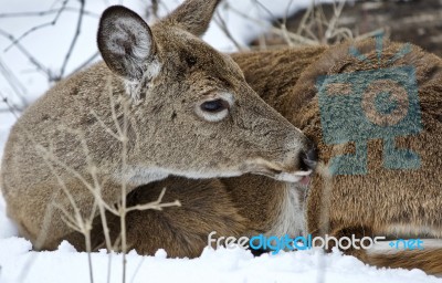 Beautiful Isolated Photo Of A Wild Deer In The Snowy Forest Stock Photo