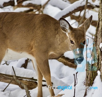 Beautiful Isolated Photo Of A Wild Deer In The Snowy Forest Stock Photo