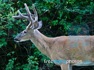 Beautiful Isolated Photo Of A Wild Male Deer With The Horns Near The Green Bush Stock Photo