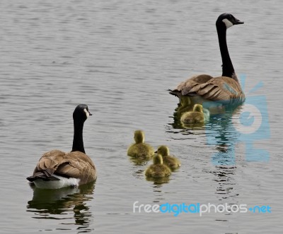 Beautiful Isolated Photo Of A Young Family Of Canada Geese Swimming Stock Photo