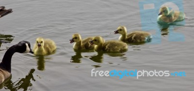 Beautiful Isolated Photo Of A Young Family Of Canada Geese Swimming Stock Photo