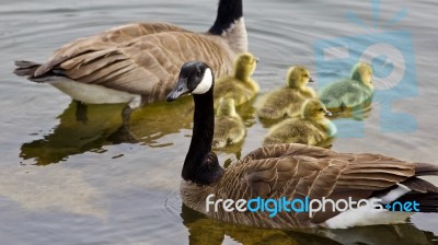 Beautiful Isolated Photo Of A Young Family Of Canada Geese Swimming Stock Photo