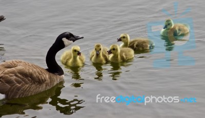 Beautiful Isolated Photo Of A Young Family Of Canada Geese Swimming Stock Photo