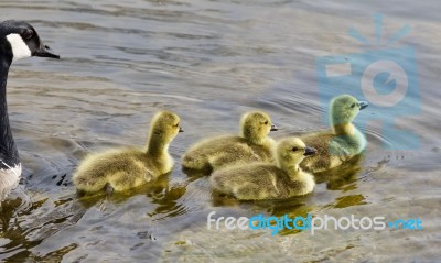 Beautiful Isolated Photo Of A Young Family Of Canada Geese Swimming Stock Photo