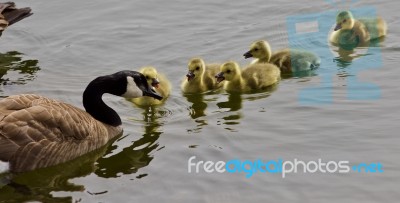 Beautiful Isolated Photo Of A Young Family Of Canada Geese Swimming Together Stock Photo