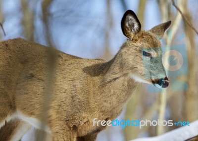 Beautiful Isolated Photo Of A Young Wild Deer In The Forest Stock Photo