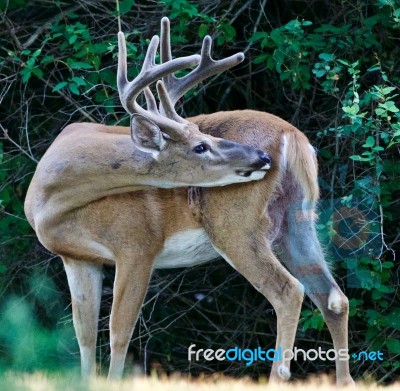 Beautiful Isolated Photo Of A Young Wild Male Deer With The Horns Stock Photo