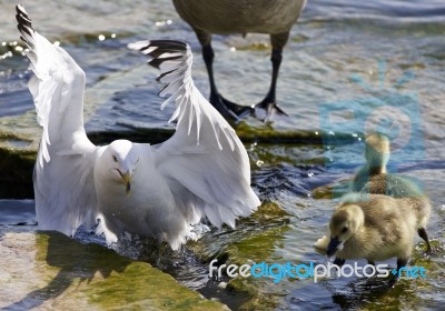 Beautiful Isolated Photo Of Canada Geese And A Gull Stock Photo