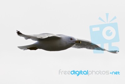 Beautiful Isolated Photo Of The Amazing Gull In Flight Stock Photo