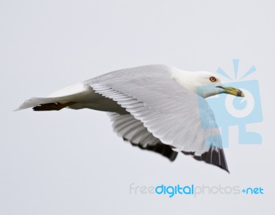 Beautiful Isolated Photo Of The Gull In Flight Stock Photo