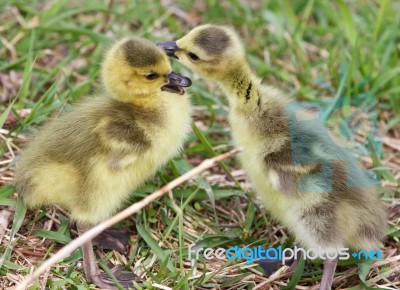 Beautiful Isolated Photo Of The Kissing Chicks Stock Photo