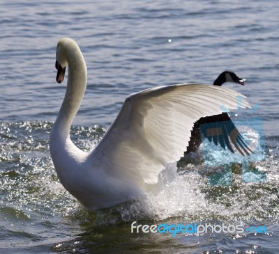 Beautiful Isolated Photo Of The Swan Going Away From The Attack Of The Canada Goose Stock Photo