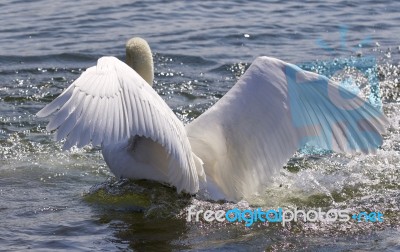 Beautiful Isolated Photo Of The Swan Showing His Power Stock Photo