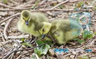 Beautiful Isolated Photo Of Two Cute Funny Chicks Of Canada Geese Stock Photo