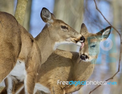 Beautiful Isolated Photo Of Two Cute Wild Deer In The Forest Stock Photo