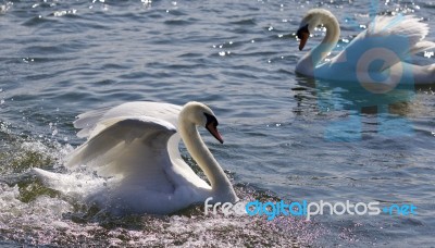 Beautiful Isolated Photo Of Two Strong Swans Stock Photo