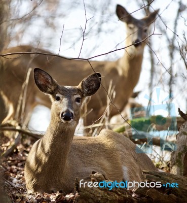 Beautiful Isolated Photo Of Two Wild Deer In The Forest Stock Photo