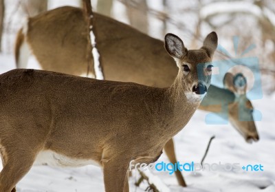 Beautiful Isolated Photo Of Two Wild Deer In The Snowy Forest Stock Photo