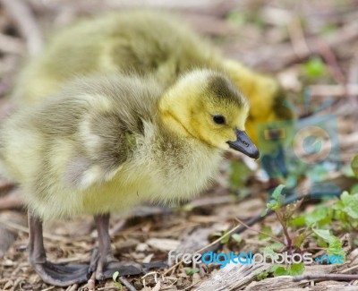 Beautiful Isolated Photo Of Two Young Chicks Of Canada Geese Stock Photo