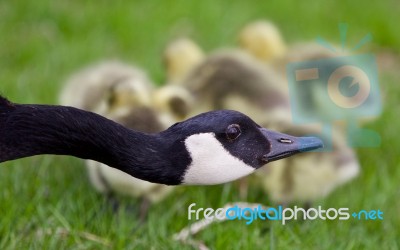 Beautiful Isolated Photo Of Young Chicks Of Canada Geese Under Cover Stock Photo