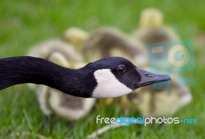 Beautiful Isolated Photo Of Young Chicks Of Canada Geese Under Cover Of Their Mom Stock Photo