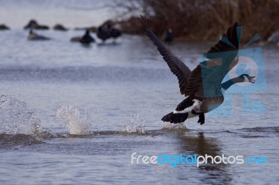 Beautiful Isolated Photo With A Canada Goose In Flight Stock Photo