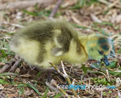 Beautiful Isolated Photo With A Chick Of The Canada Geese Stock Photo