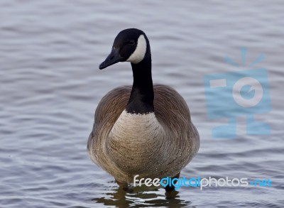 Beautiful Isolated Photo With A Cute Canada Goose In The Lake Stock Photo