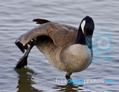 Beautiful Isolated Photo With A Cute Canada Goose In The Lake Stock Photo