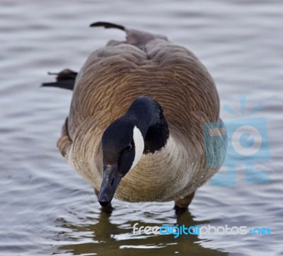 Beautiful Isolated Photo With A Cute Canada Goose In The Lake Stock Photo