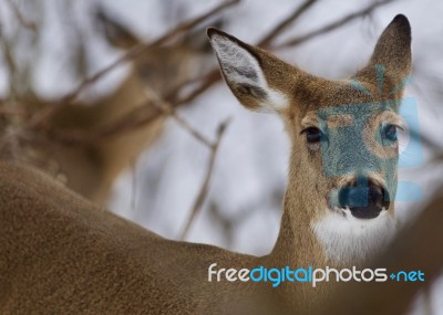 Beautiful Isolated Photo With A Cute Wild Deer In The Forest Stock Photo