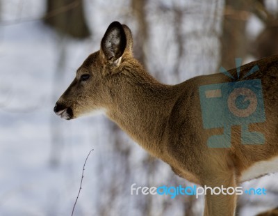 Beautiful Isolated Photo With A Cute Wild Deer In The Snowy Forest Stock Photo